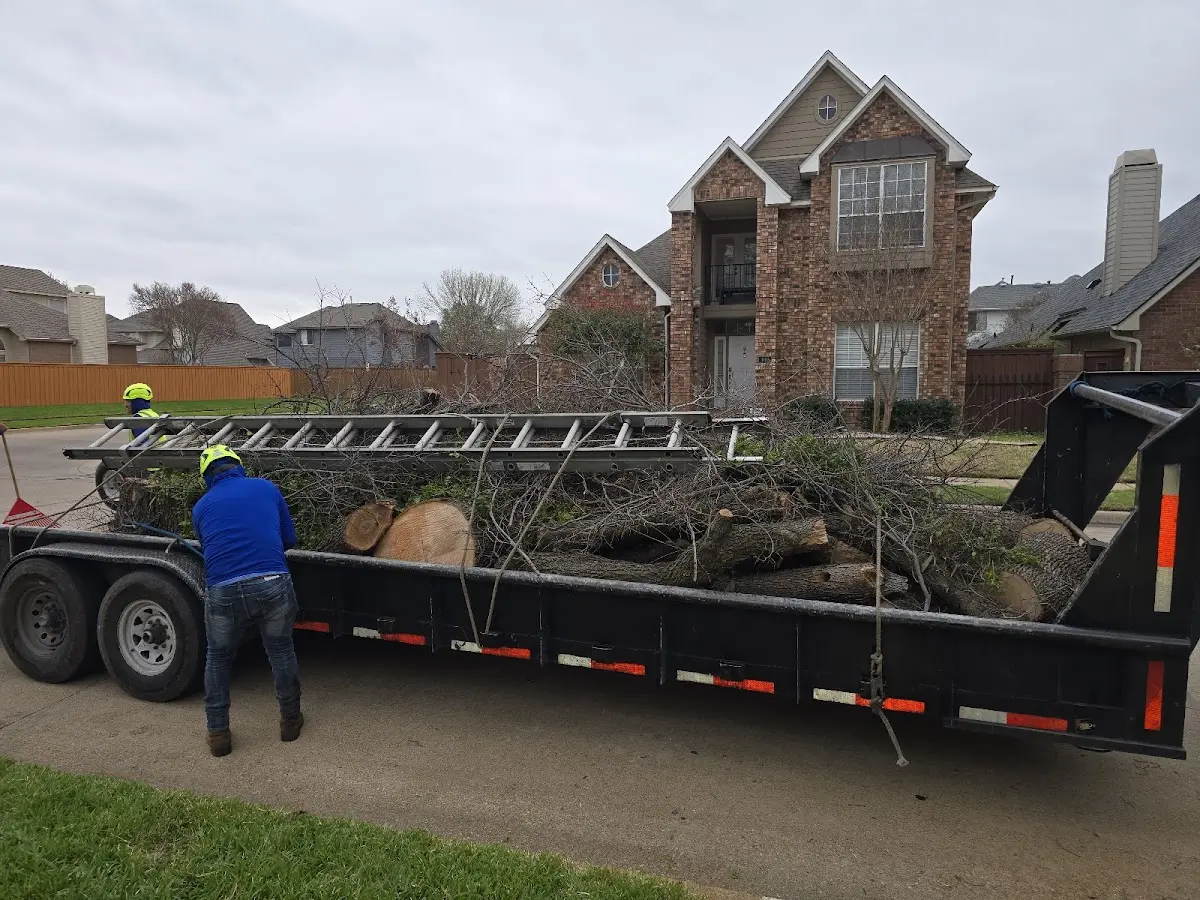 Expert Tree Removal with proper safety equipment in Parker